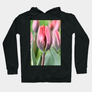 Tulipa &#39;Pretty Princess&#39; Triumph Group Tulip Hoodie